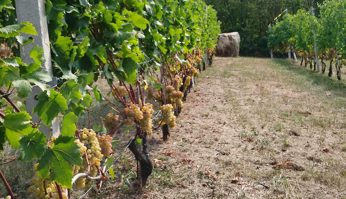 Vigne di Baratuciàt